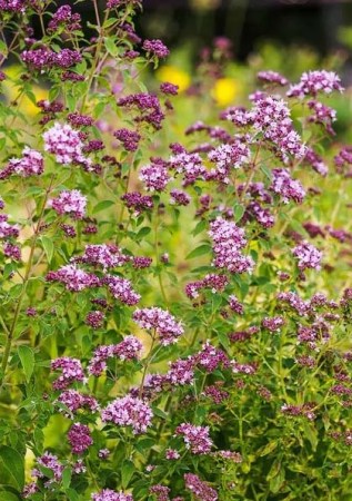 ORIGANUM vulgare